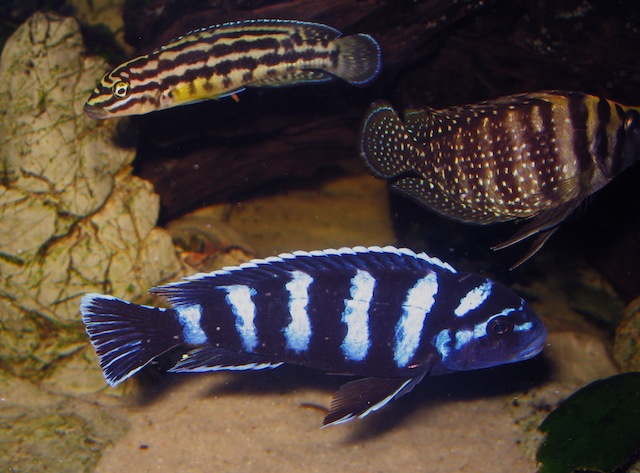 Pseudotropheus demasoni vs. Julidochromis marlieri a Altolamprologus calvus black
