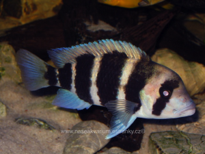 cyphotilapia-frontosa.jpg