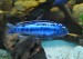 Melanochromis maingano - samec