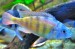 Haplochromis Ch 44 - mladý samec