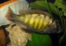 Haplochromis Ch 44 - samička