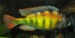Haplochromis CH44 samec