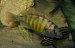 Haplochromis CH44 samice vs. Julidochromis marlieri