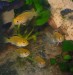 Labidochromisi c. yellow