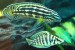 Julidochromis marlieri, Altolamprologus black pearl